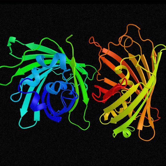 GFP – החלבון שמאיר בירוק