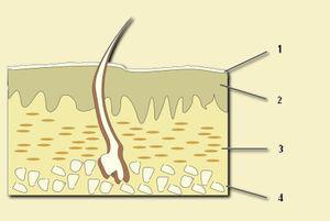 למה העור חלק אחרי שנוגעים באקונומיקה?