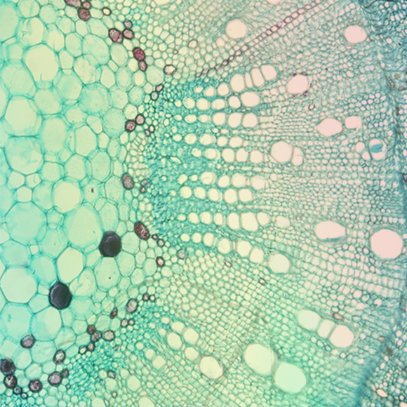 ממברנת התא ודופן התא