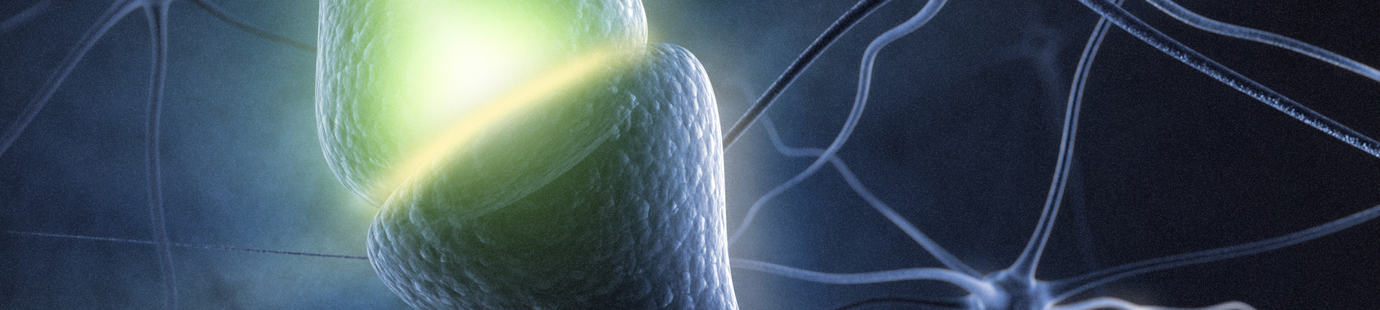 העברת האות העצבי