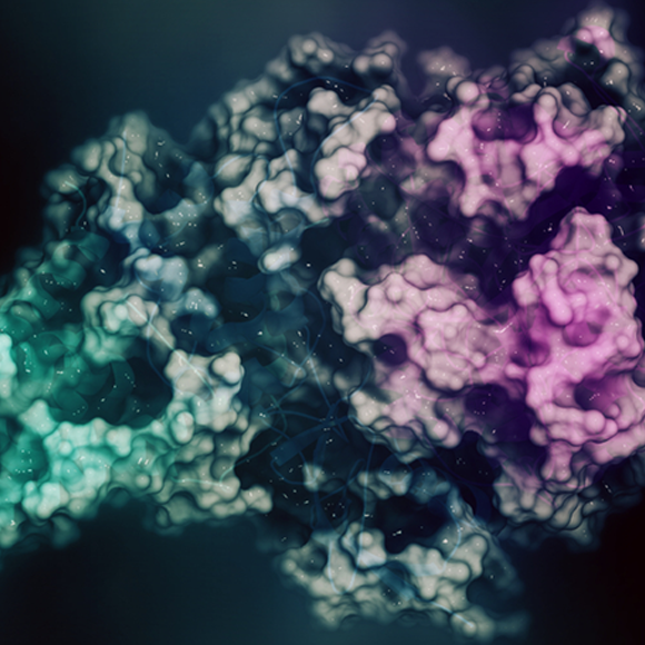 מיחזור חלבונים בתא