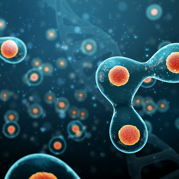 כאשר תא אחד הופך לשניים – ציטוקינזיס