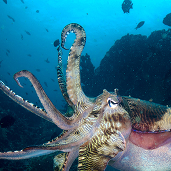 כרומטופורים – צובעים דיונונים ותמנונים