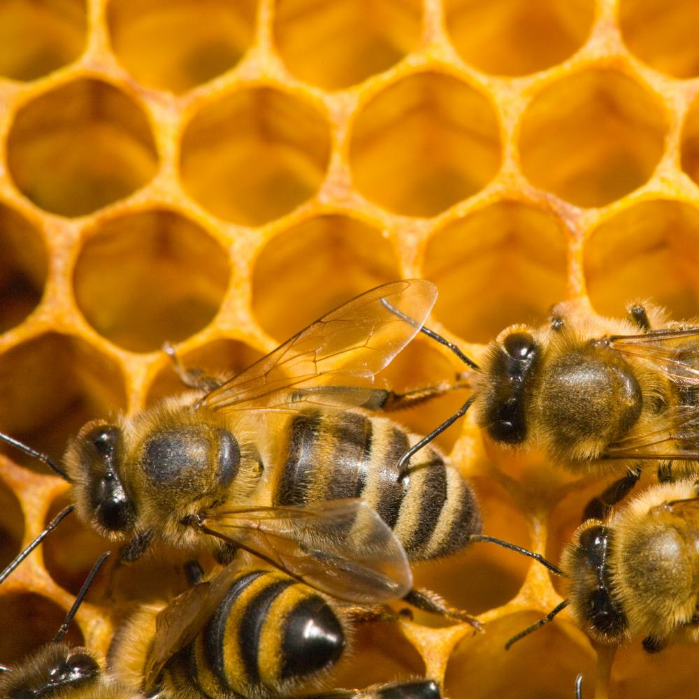 כיצד מכינות הדבורים דבש?