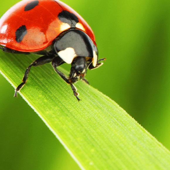 נקמת החיפושיות