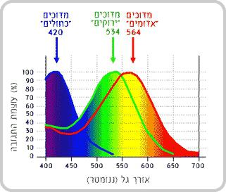 איך המוח מזהה את האותות השונים של המדוכים לאורכי הגל השונים? מתניה