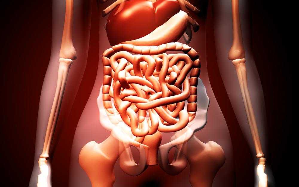 איך פועלת מערכת העיכול?