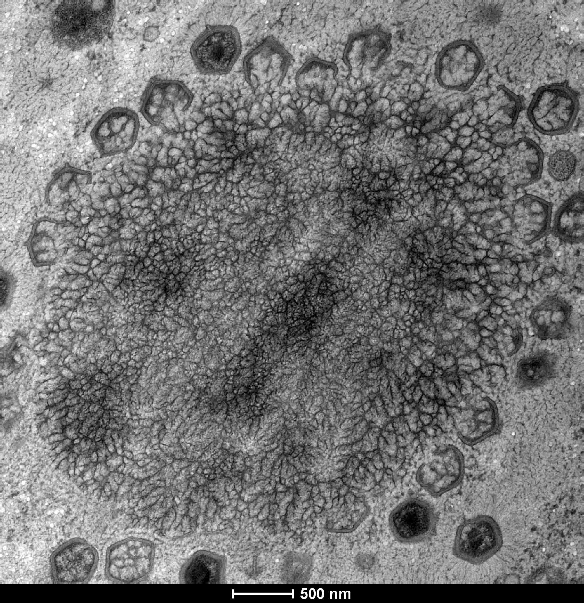 מדוע הקפאת תמרים טריים (לא מיובשים) הופכת אותם למתוקים יותר? חנה