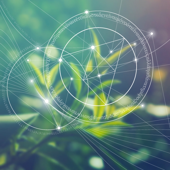 מתמטיקה ואקולוגיה: עולם החינניות