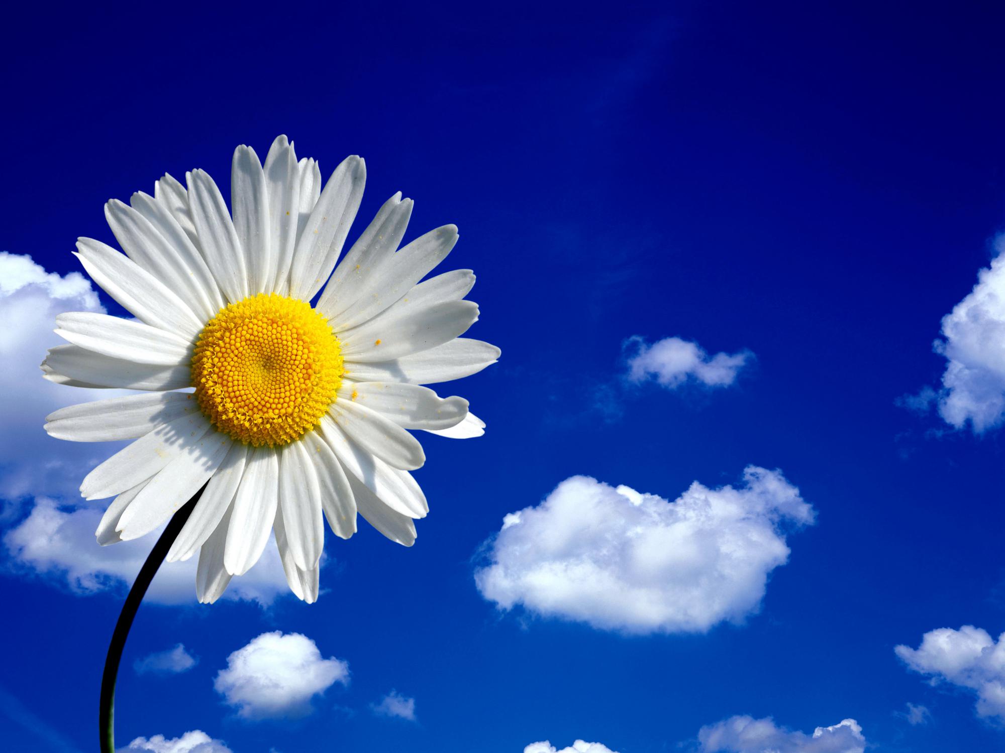 עולם שחור לבן