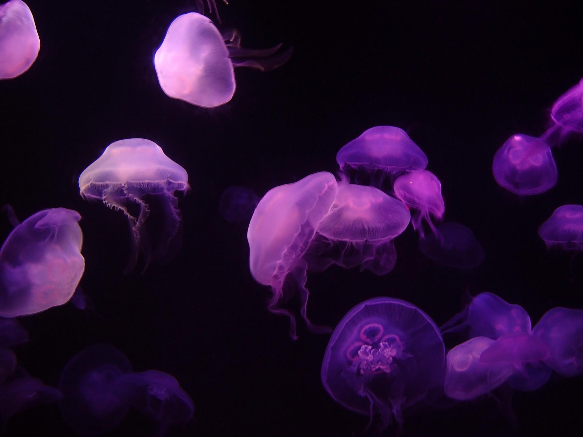 העולם המוזר והמופלא של צורות חיים יוצרות-אור