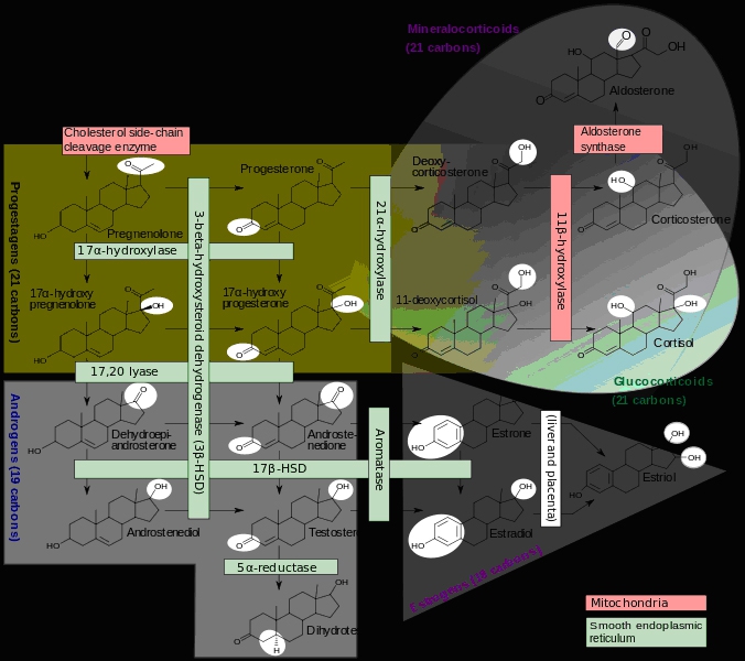 מהו אנדרוסטנדיון , ומהם תפקידיו בגוף? פנינה