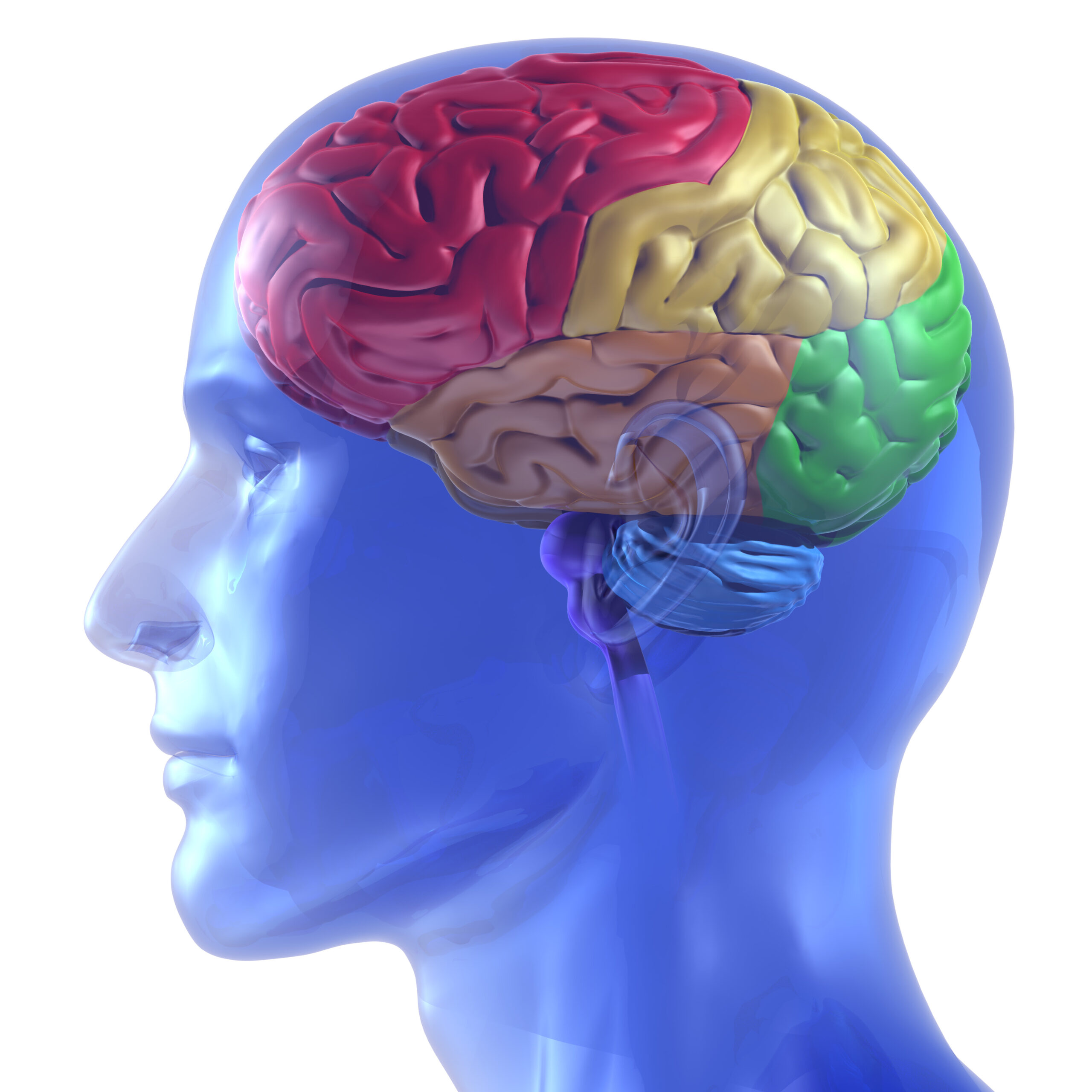 אנטומיה של המוח: גזע המוח