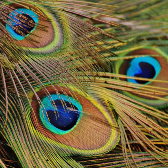 תעלולי הצבע של הטבע