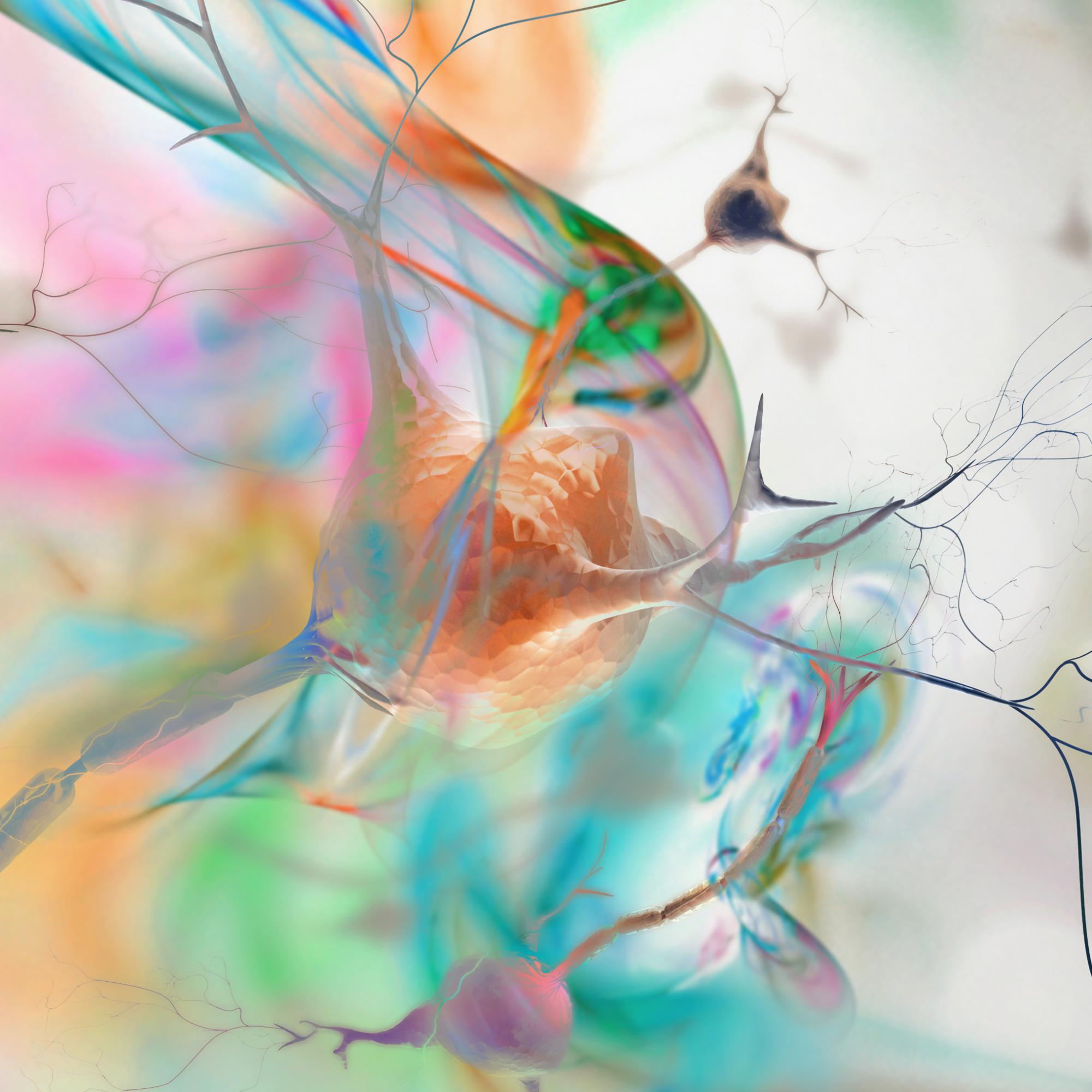 מבט אל תוך מערכת העצבים