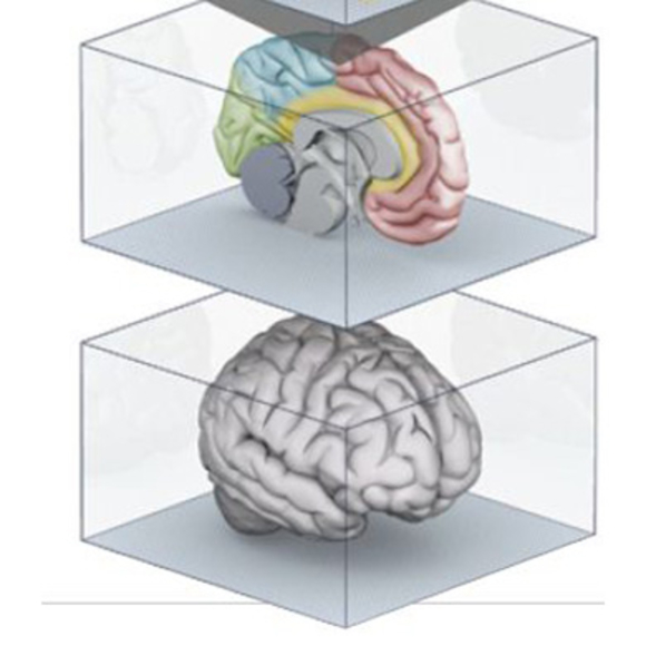 פרויקט המוח האנושי