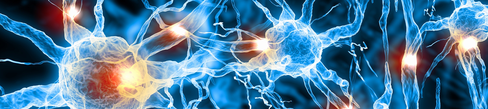 איך פועלים תאי העצב?