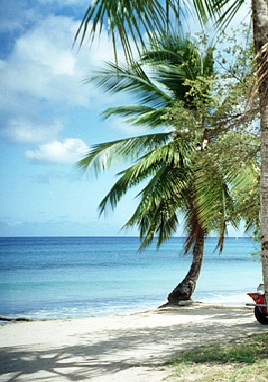 מדוע הים הקריבי בצבע תכלת?