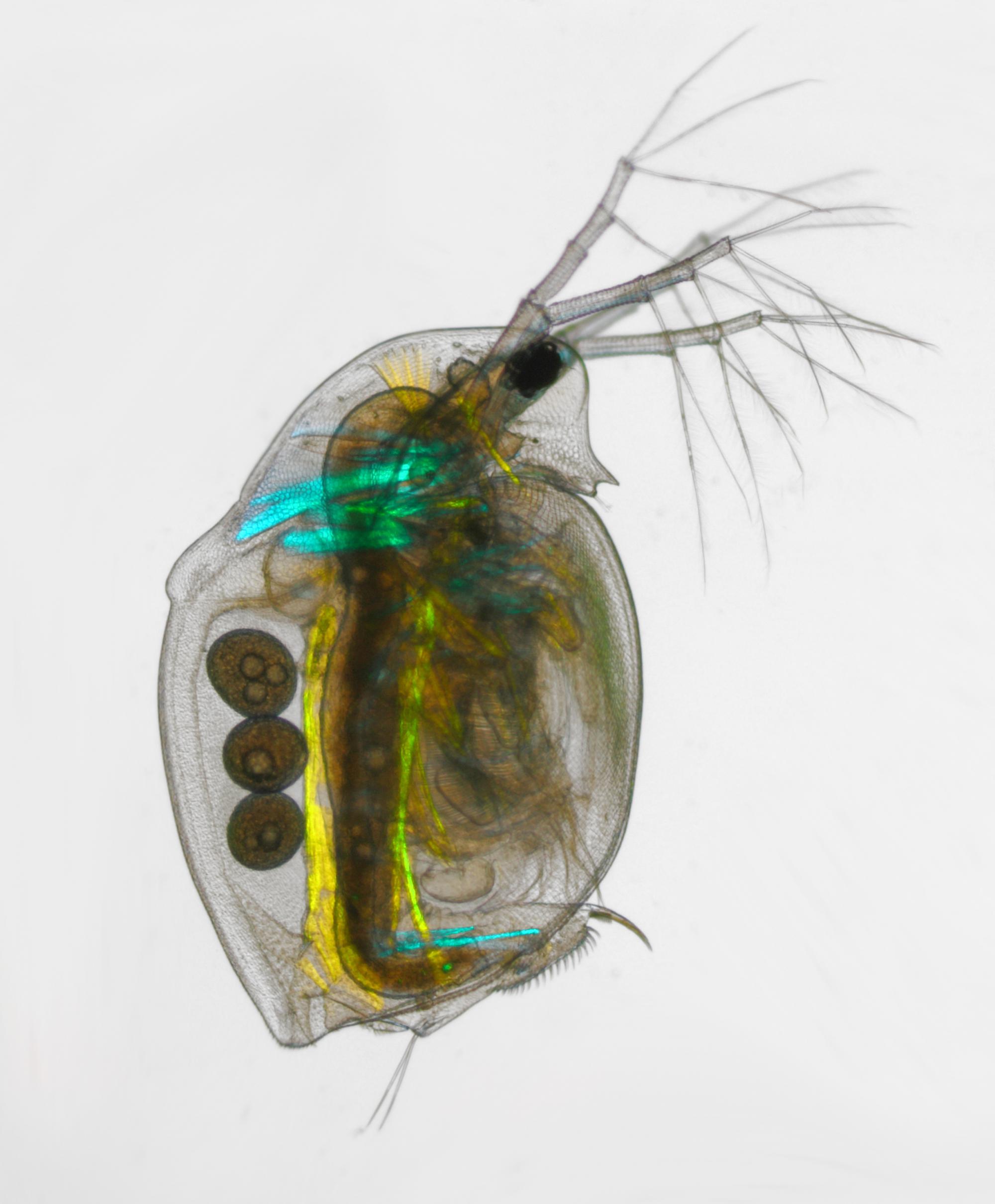 חייהם הסודיים של הפלנקטון