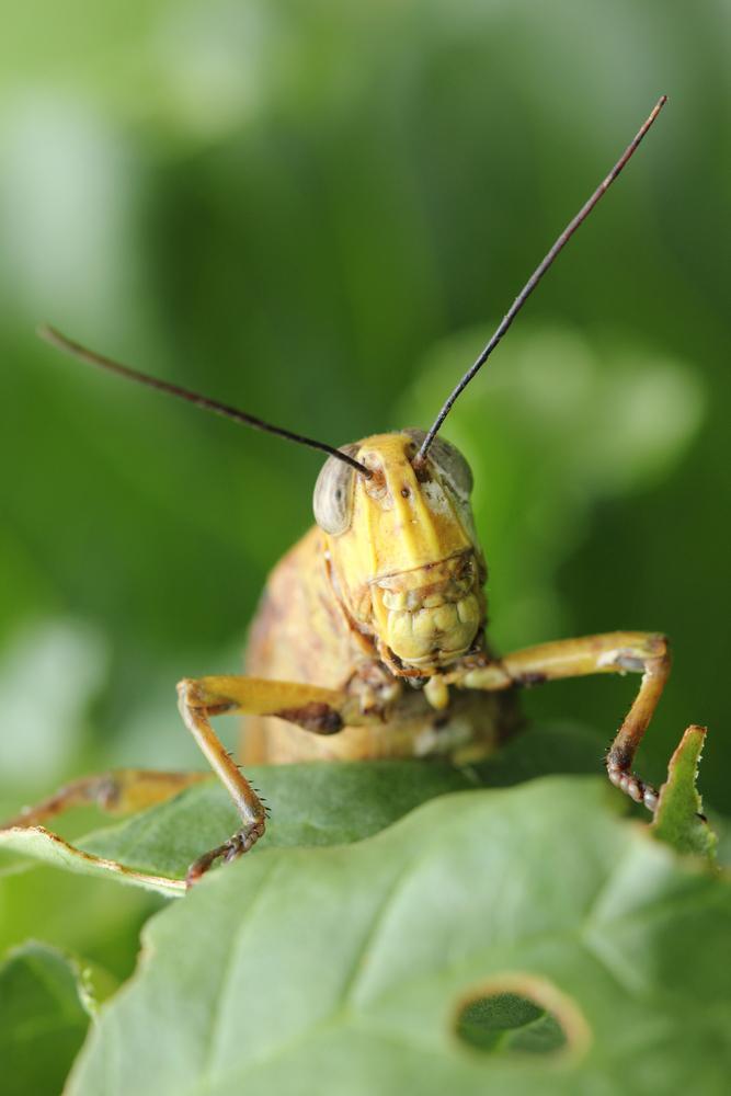 ארבה או סתם המון חגבים?