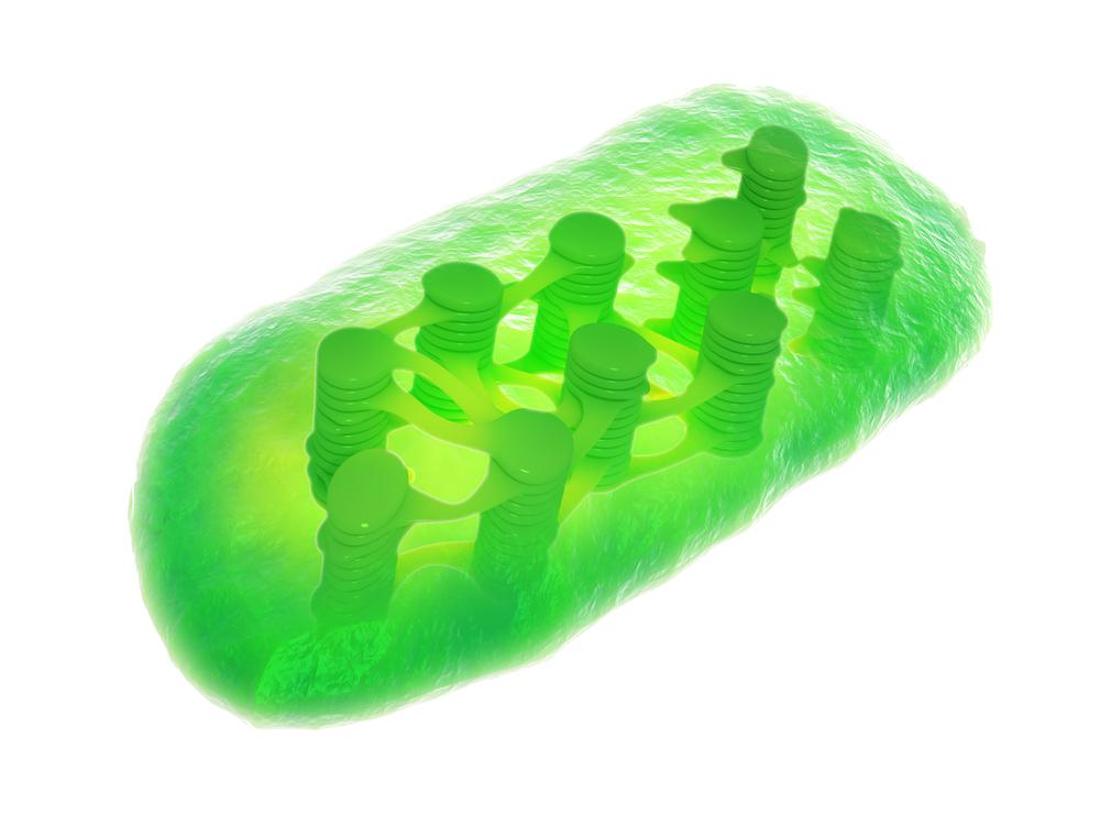 כלורופלסט – הרכיב שבזכותו אנחנו חיים