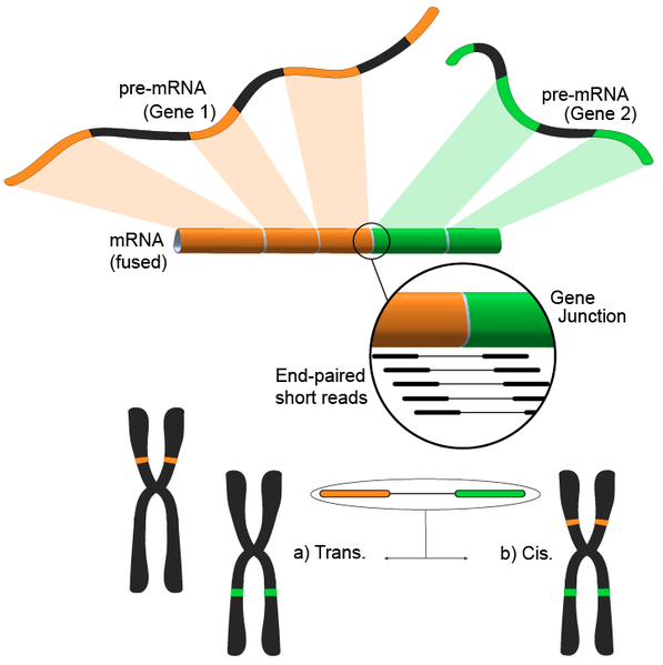 מה זה RNA fingerprinting? רלי