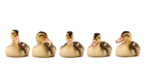 איך להשמיע קולות של ברווז באמצעות קשית?