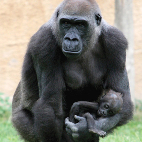 כשבעלי חיים מתאבלים
