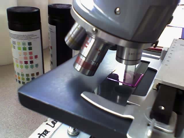 למה משמשים צבענים בדוגמאות ביולוגיות ? מחמוד