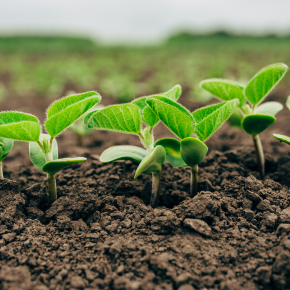 Principles of Plant Growth