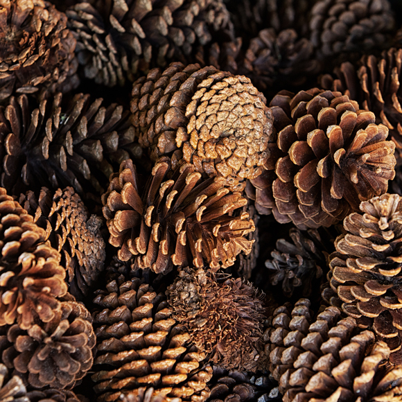 איך לגרום לאצטרובל להיפתח ולהיסגר?