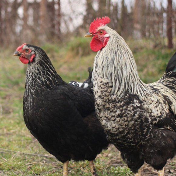 בינת השכווי