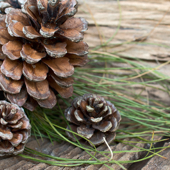 How Can We Make a Pine Cone Open and Close?