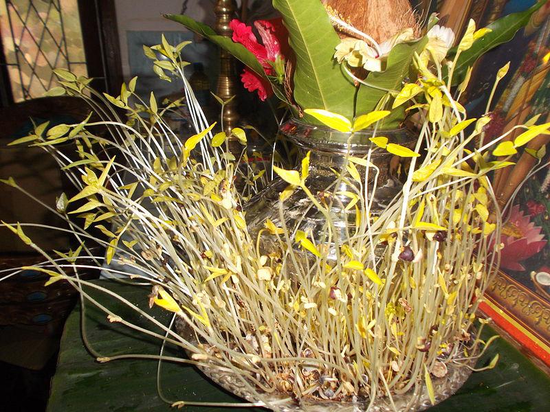 איך גדל צמח אטיולנטי? קורן