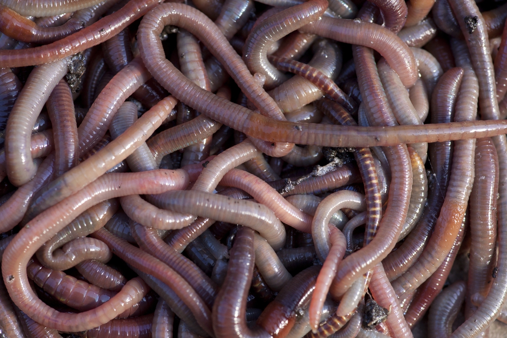 תולעים אקולוגיות