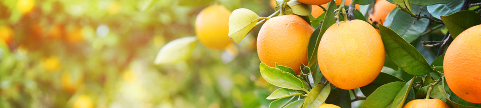 איך למדוד נוכחות ויטמין C במזון?