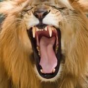 זהירות: כתבה מידבקת! מדוע אנחנו מפהקים? נתנאל