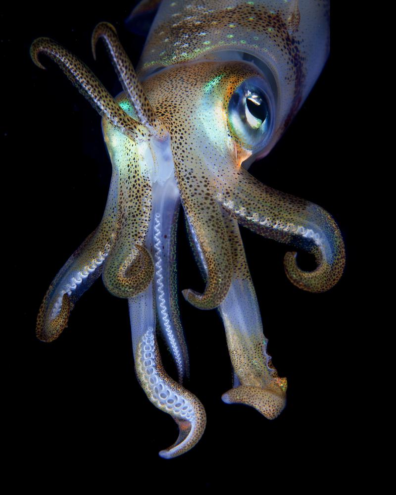 מישהו אמר ערפד? הדיונון הערפדי