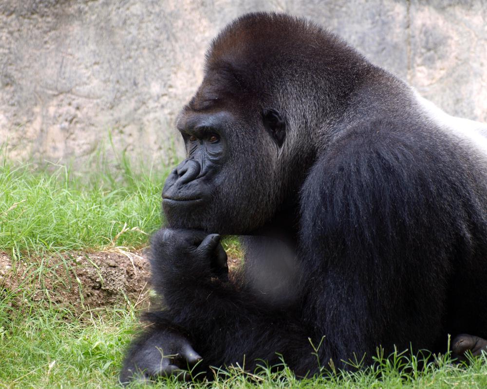 סוף לחידת הסנטרים?