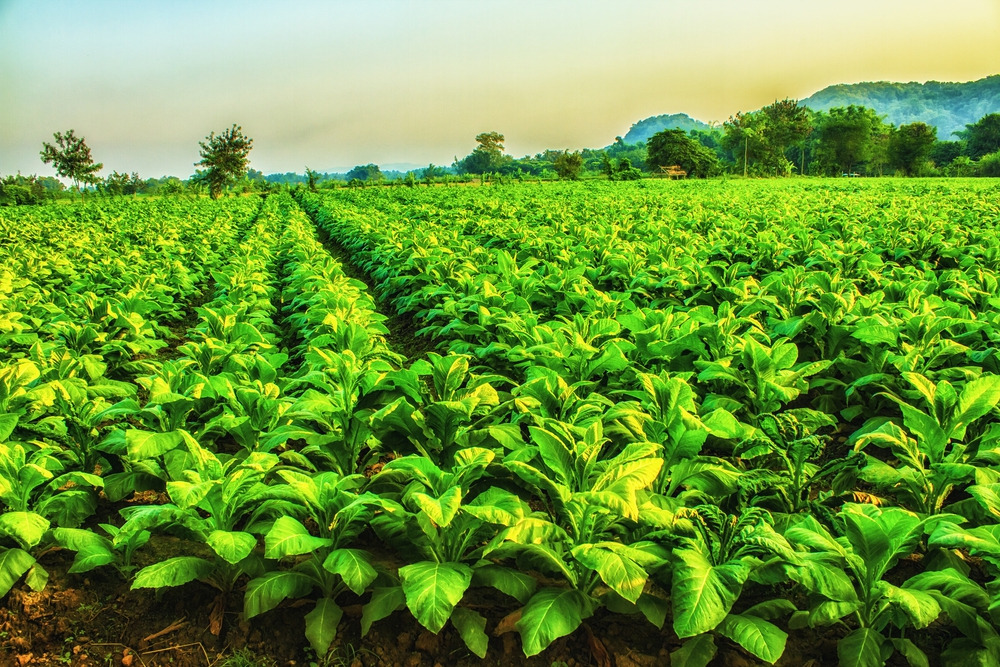 האם שאיפת טבק הרחה יכולה להיות תחליף לעישון? יצחק