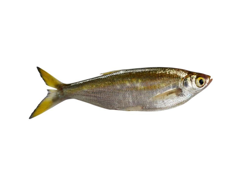 תרופה נפוצה יוצרת דגי אינטרסקס?