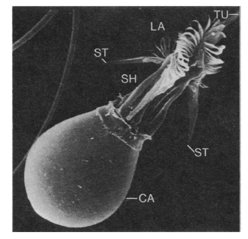 למה שורף לנו כשאנחנו נוגעים במדוזה? שאול