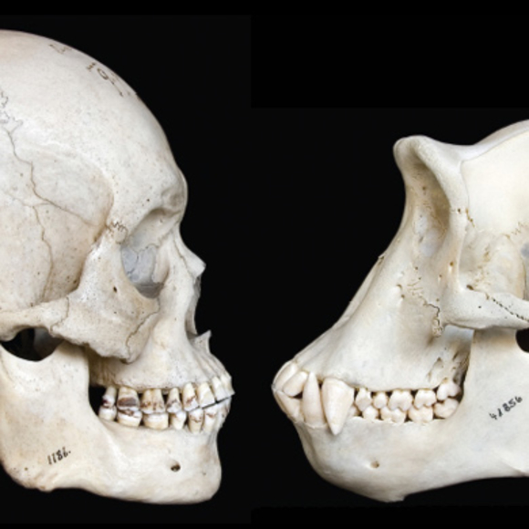 הגורם הסמוי