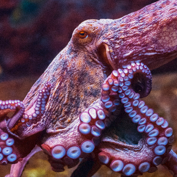 פטנט של תמנון: לראות בעזרת העור