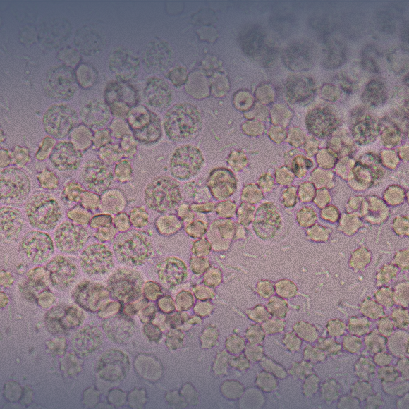 אלטרואיזם של חיידקים