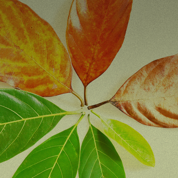 האפיגנטיקה של העוני