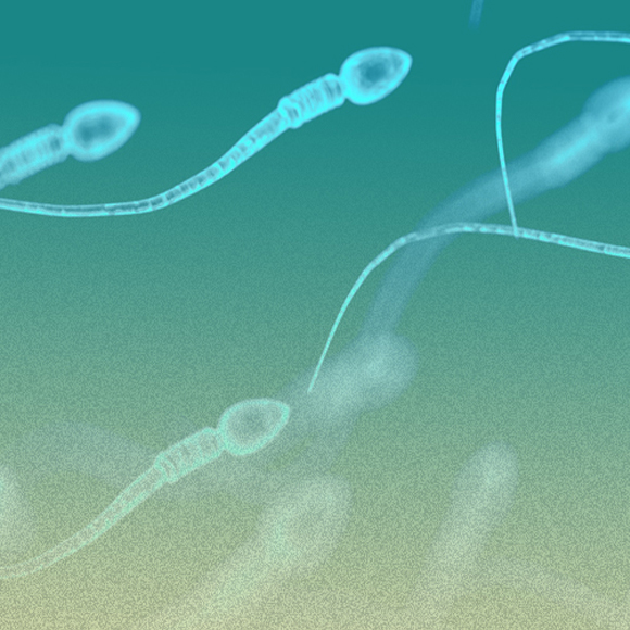 מתחרים אך משתפים פעולה