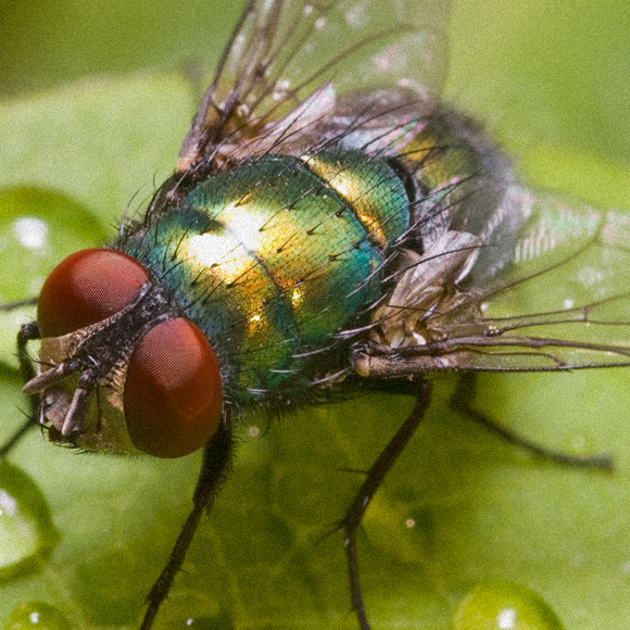 הזבובים המהונדסים שיצילו חולים