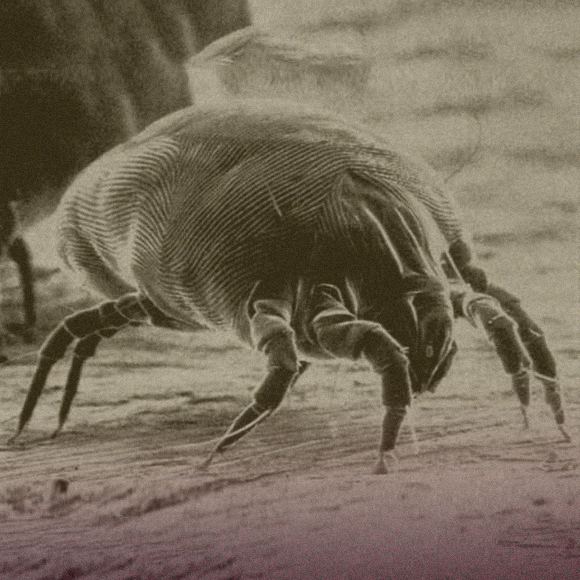 מדוע אלרגיות רבות מתרחשות באביב?