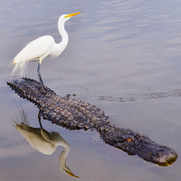 השכנות הטובה בין התנין לאנפה